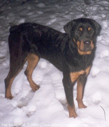 Photo de Rottweiler