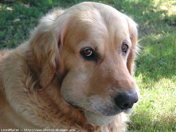 Photo de Golden retriever