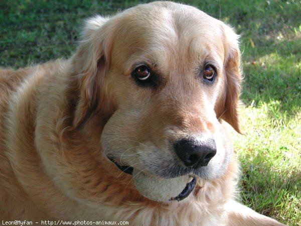 Photo de Golden retriever