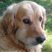 Photo de Golden retriever