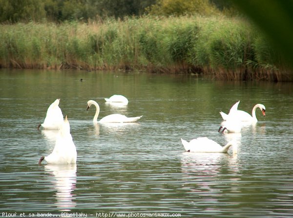 Photo de Cygne