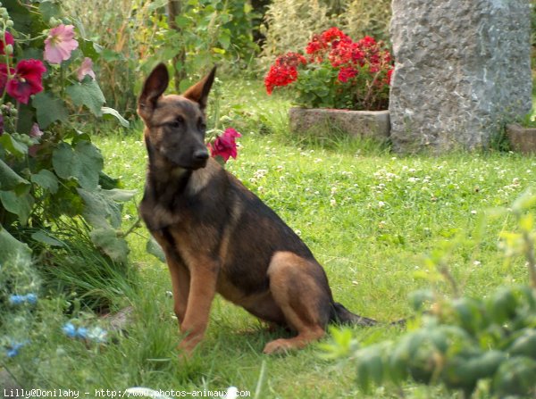 Photo de Berger belge malinois