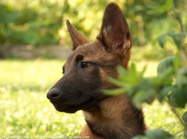 Photo de Berger belge malinois