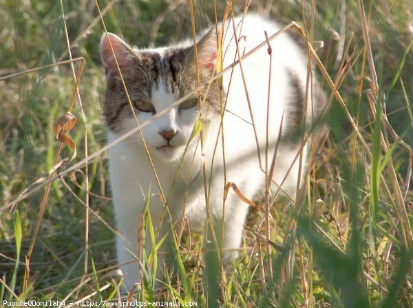 Photo de Chat domestique