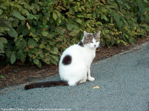 Photo de Chat domestique