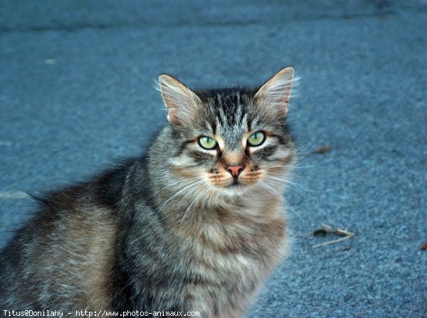 Photo de Chat domestique