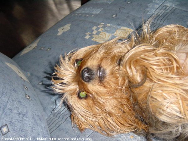 Photo de Yorkshire terrier