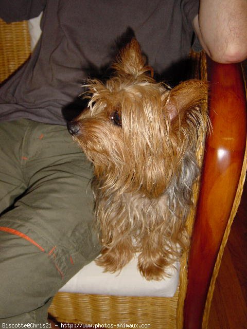 Photo de Yorkshire terrier