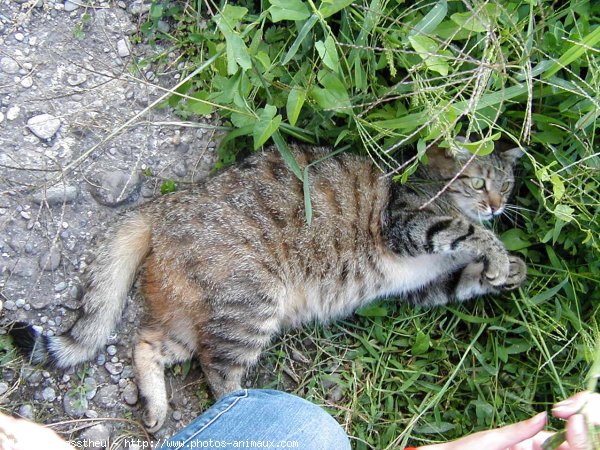 Photo de Chat domestique