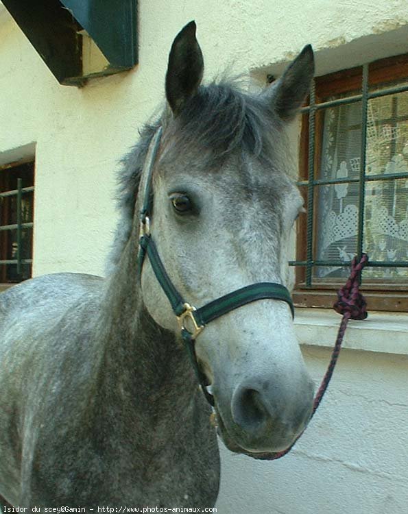 Photo de Poney franais de selle