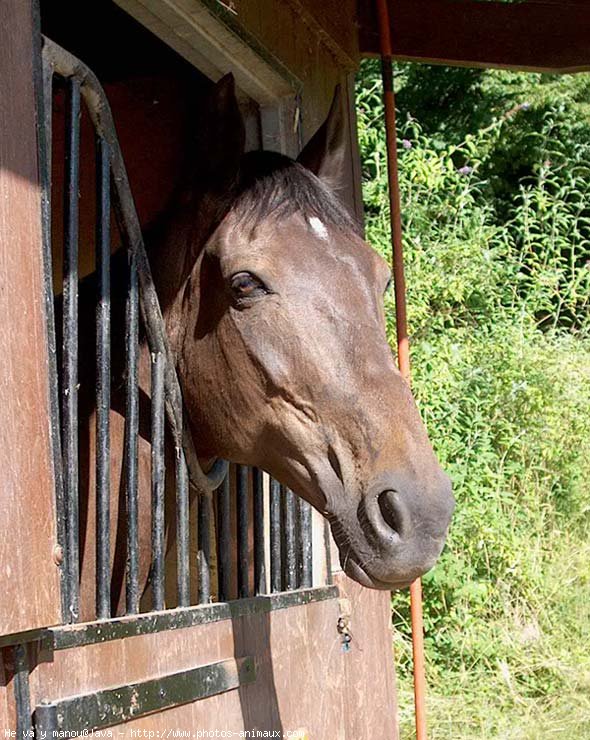 Photo de Trotteur franais