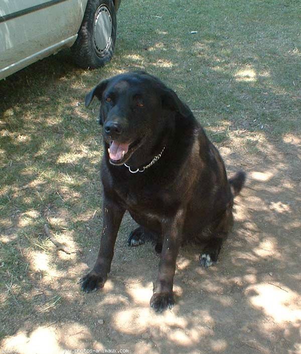 Photo de Labrador retriever