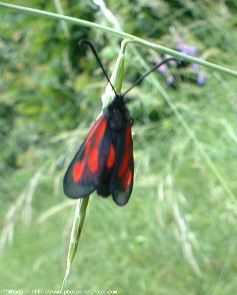 Photo de Papillon