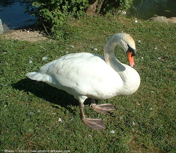 Photo de Cygne