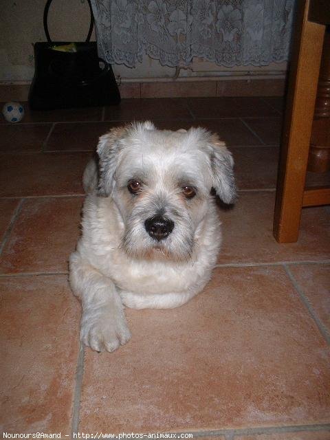 Photo de Lhassa apso