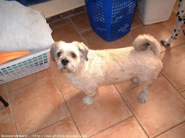 Photo de Lhassa apso