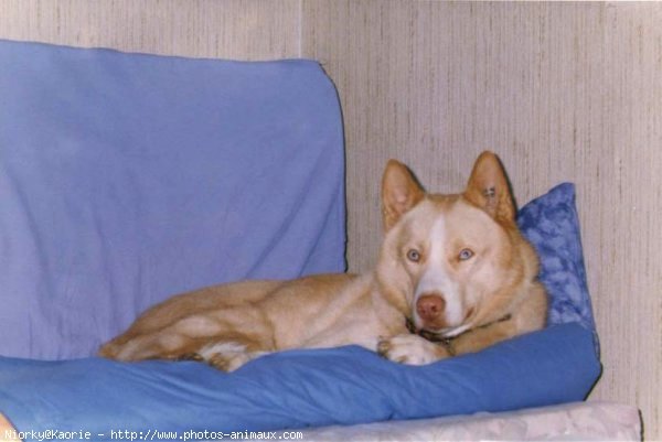 Photo de Husky siberien