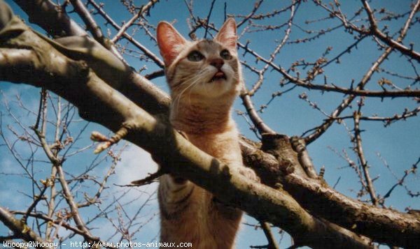 Photo de Chat domestique