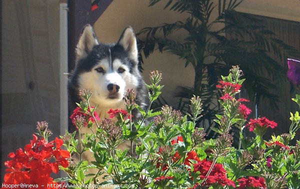 Photo de Husky siberien