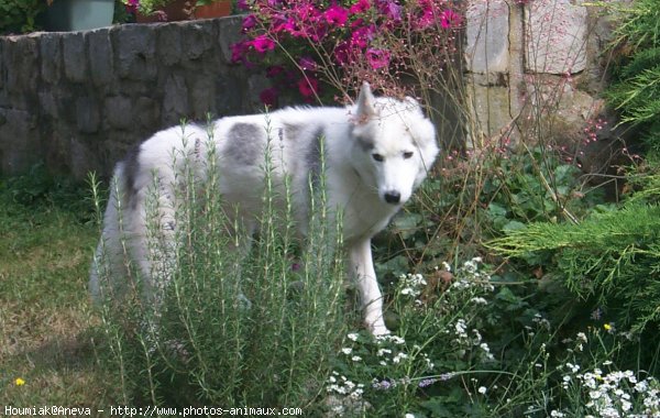 Photo de Husky siberien