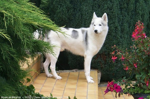 Photo de Husky siberien