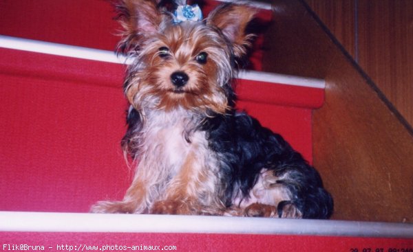 Photo de Yorkshire terrier