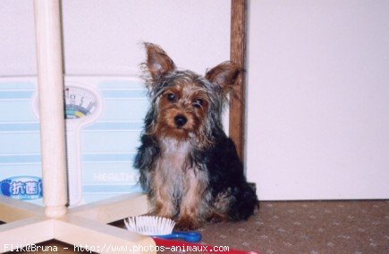 Photo de Yorkshire terrier