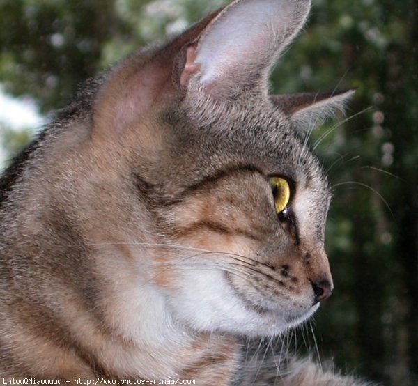 Photo de Chat domestique