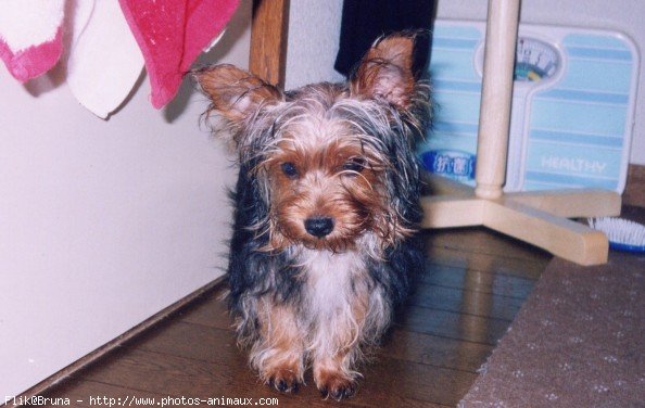 Photo de Yorkshire terrier