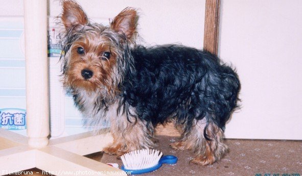 Photo de Yorkshire terrier