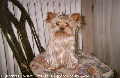 Photo de Yorkshire terrier