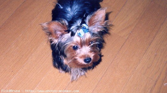 Photo de Yorkshire terrier