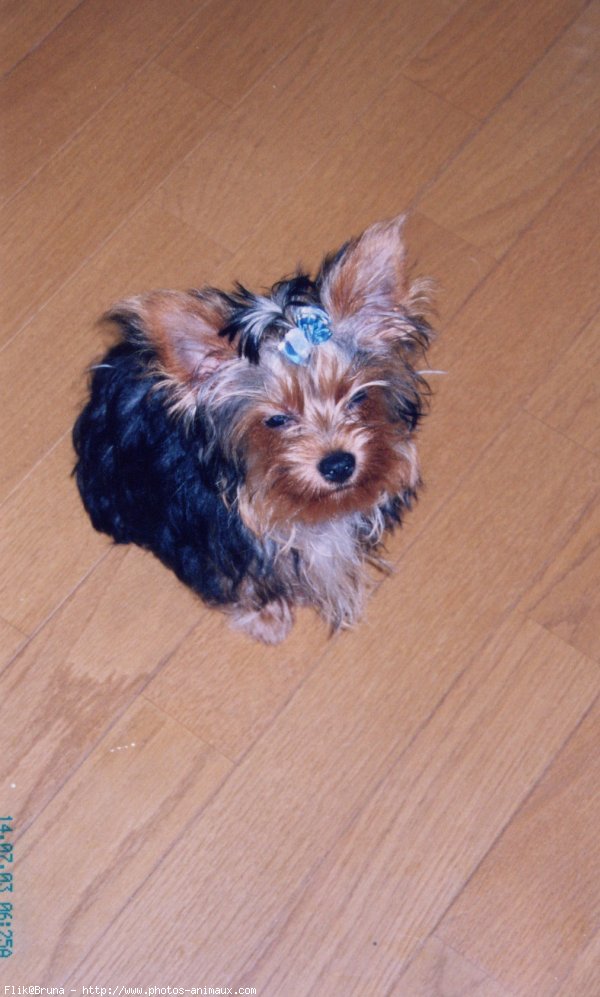 Photo de Yorkshire terrier