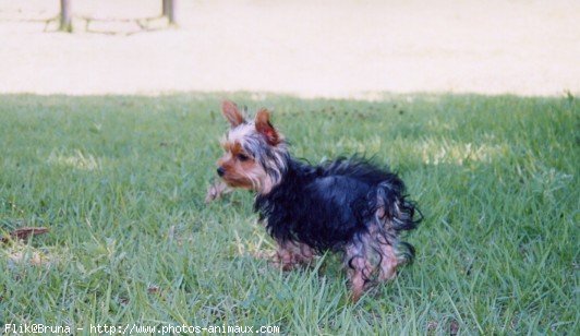 Photo de Yorkshire terrier