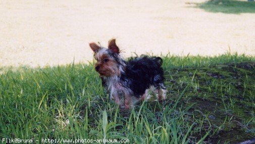 Photo de Yorkshire terrier