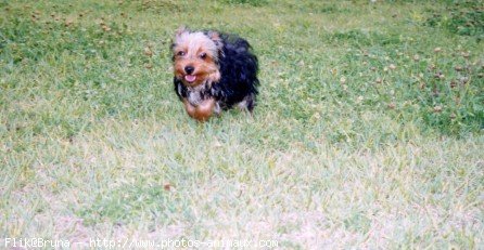 Photo de Yorkshire terrier