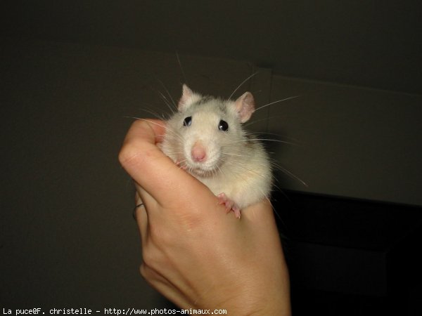 Photo de Rat