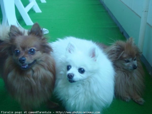 Photo de Spitz moyen