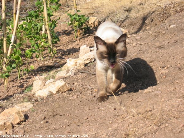 Photo de Sacr de birmanie