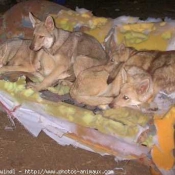 Photo de Chien-loup de saarloos