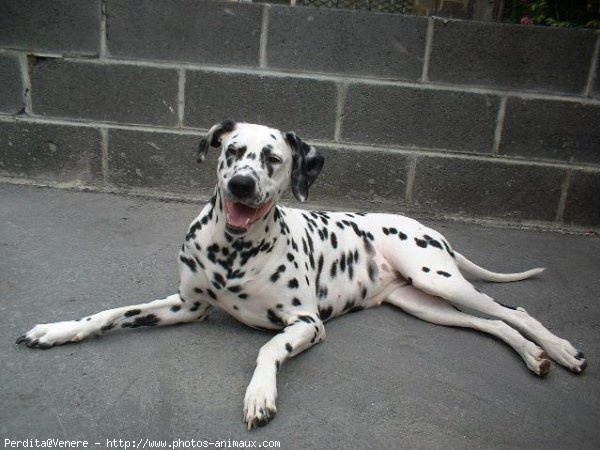 Photo de Dalmatien