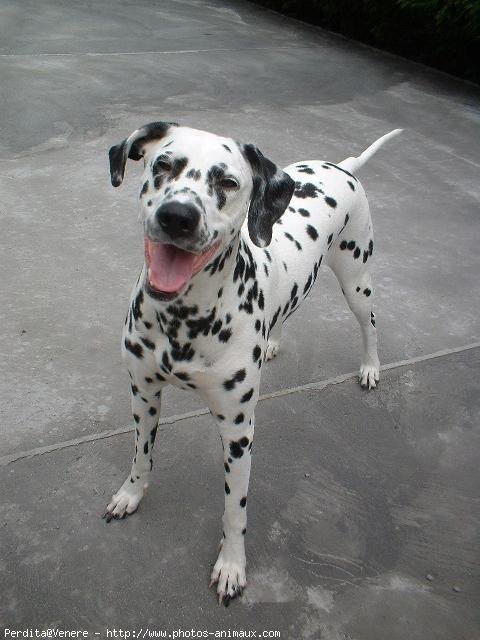 Photo de Dalmatien