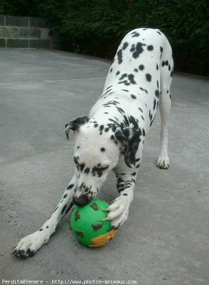 Photo de Dalmatien