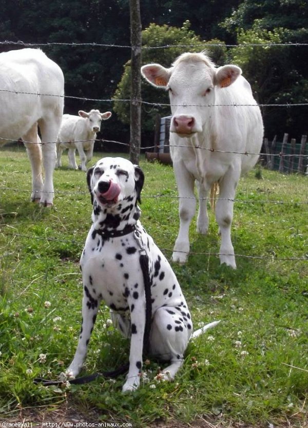 Photo de Dalmatien