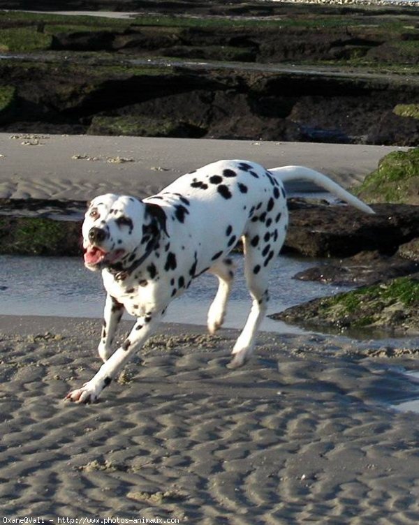 Photo de Dalmatien