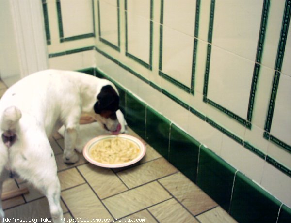 Photo de Jack russell terrier