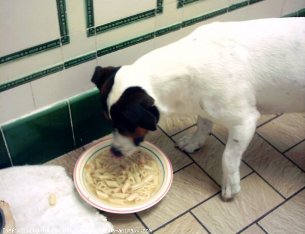 Photo de Jack russell terrier