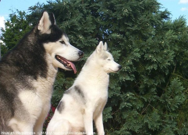 Photo de Husky siberien