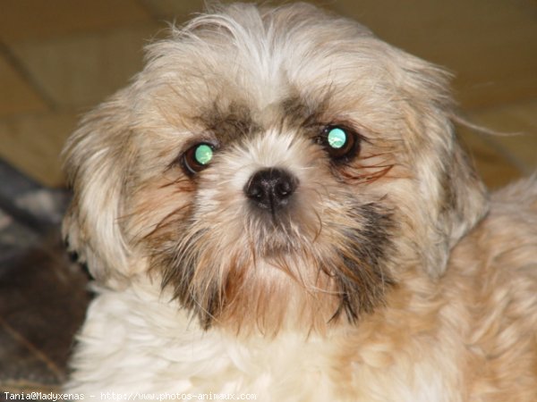 Photo de Shih tzu