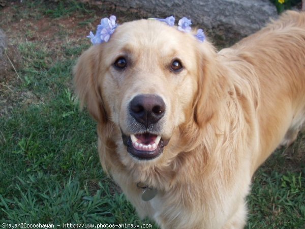 Photo de Golden retriever